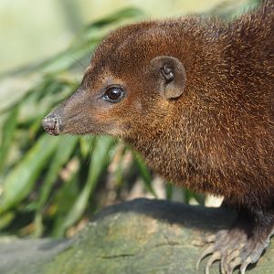 Common cusimanse (Crossarchus obscurus), 2019-04-06