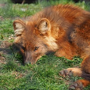 Chinese dhole (Cuon alpinus lepturus), 2019-04-06