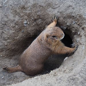 Black-tailed prairie dog (Cynomys ludovicianus), 2019-04-06