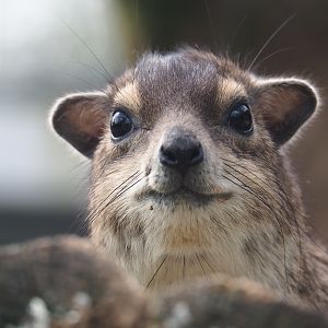 Yellow-spotted rock hyrax (Heterohyrax brucei), 2019-04-06