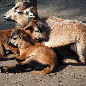 Cameroon sheep (Ovis aries), 2019-04-06