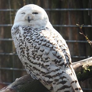 Female Snowy owl (Bubo scandiacus), 2019-04-06