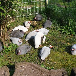Free-ranging helmeted guineafowls (Numida meleagris), 2019-04-06