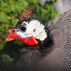Helmeted guineafowl (Numida meleagris), 2019-04-06