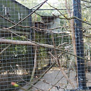 Quaker parrot and Sun conure aviary, 2019-04-06