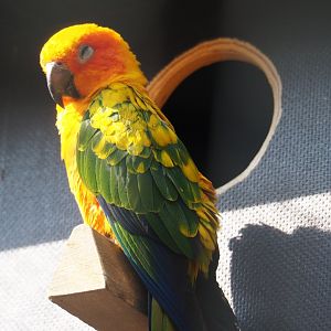Sun conure (Aratinga solstitialis), 2019-04-06