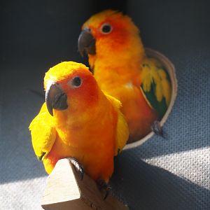 Sun conure (Aratinga solstitialis), 2019-04-06