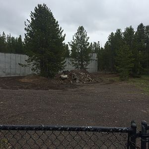 Future black bear exhibit