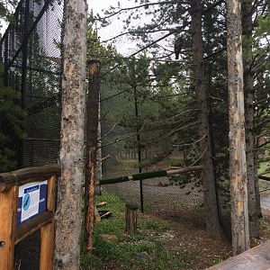 Red tailed hawk exhibit