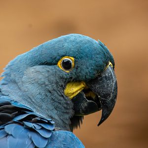 Lear's Macaw