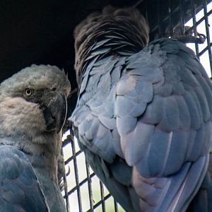 Spix's Macaw