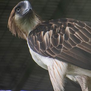 Philippine Eagle