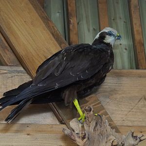 Taxidermy, female western marsh harrier (Circus aeruginosus),