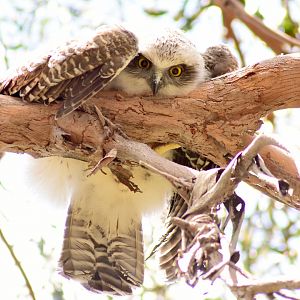 Juvenile Powerful Owl (Ninox strenua)