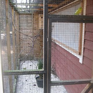 Farm Fun - Budgie/cockatiel aviary