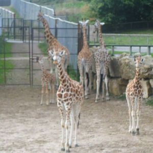 Giraffe herd