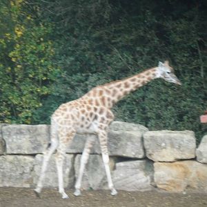 Giraffes