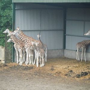 Giraffe Herd in the shelter