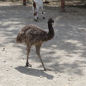 Emu Chick
