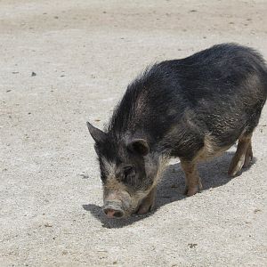 Pig