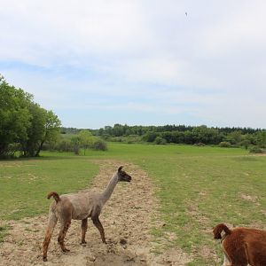 Main Drive-Through Yard