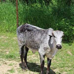Dwarf Zebu