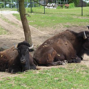 American Bison