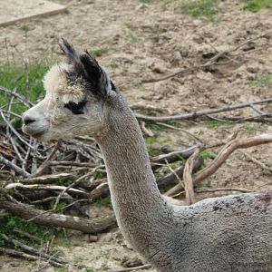 Alpaca