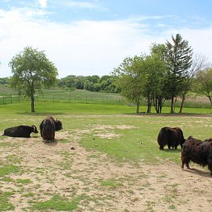 Indian Reserve (Domestic Yak, Nilgai, Blackbuck)