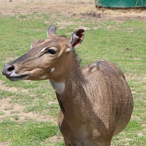 Nilgai Up-Close
