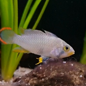 Apistogramma panduro
