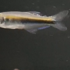 Fish ID ( South American freshwater species )