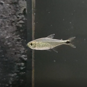 Fish ID ( South American freshwater species )