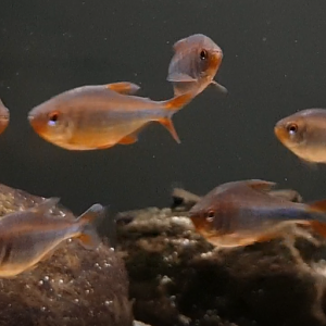 Hyphessobrycon wadai