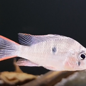 Mikrogeophagus altispinosus