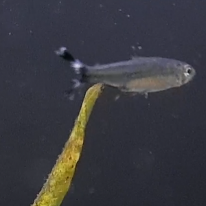 Moenkhausia dichroura