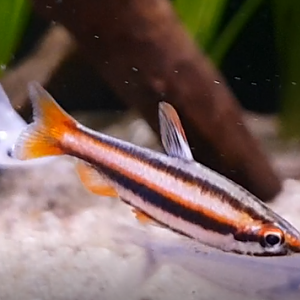 Nannostomus mortenthaleri