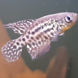 Simpsonichthys constanciae