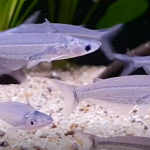 Tympanopleura cf piperata