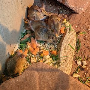Spinifex hopping mice - Hamerton - 3/6/19