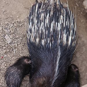 Malayan porcupine nursing its cubs