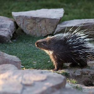 Malayan porcupine