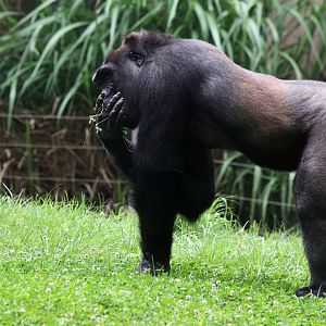 Gorilla collecting and eating wild forbs
