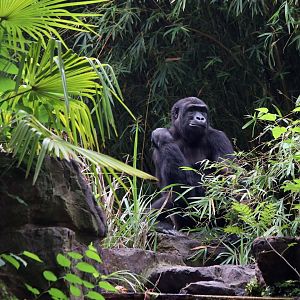 Another gorilla sitting and browsing bamboos