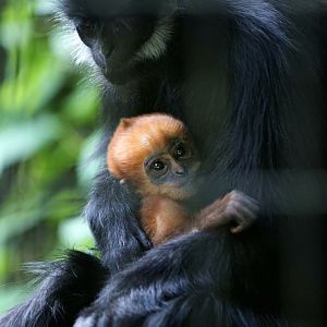 Francois's langur baby