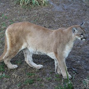 Cougar