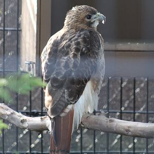 Red-Tailed Hawk