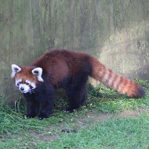 Styan's Red Panda