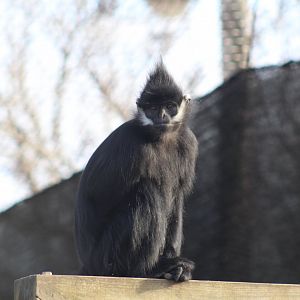 François' Langur