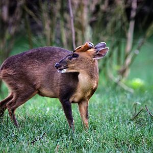 Reeves's muntjac